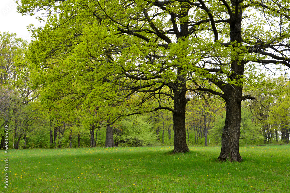 green lawn in the forest with oak trees in rainy day, close-up