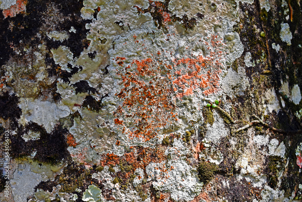 Tree trunk with lichen (detail) in the tropical rainforest, Rio Tree trunk with lichen (detail) in the tropical rainforest, Rio