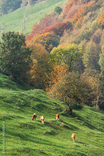 mucche al pascolo in autunno sulle colline