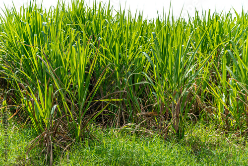 field with green sugar cane plants
