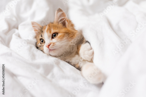 a cute tricolor kitten sleeps at home in a bed with white linens. Pets and the comfort of home