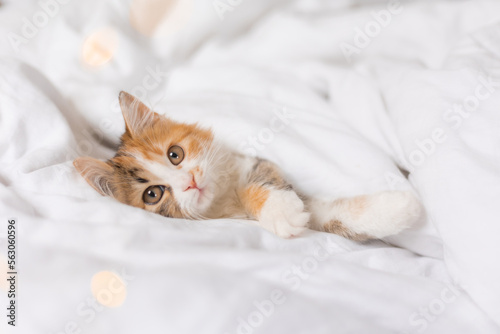 a cute tricolor kitten sleeps at home in a bed with white linens. Pets and the comfort of home