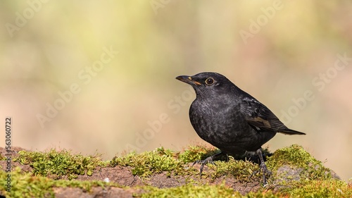 Eurasian Blackbird (Turdus merula) sitting on a branch. Blackbird on the grass