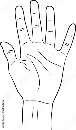 Woman hand an open palm showing splayed five fingers sketch draw from the contour black brush lines different thickness on white background. Vector illustration.