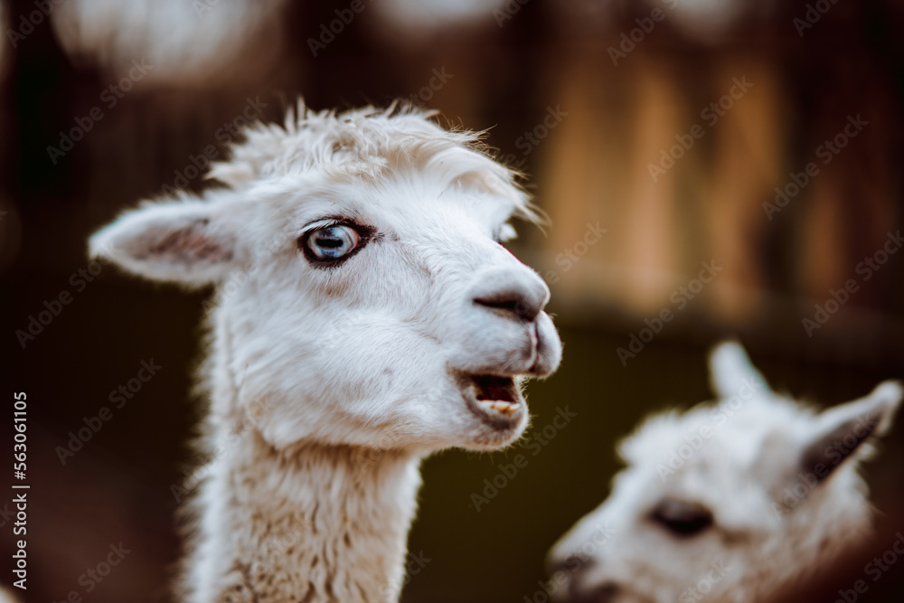Aplaka - Lama - Owca