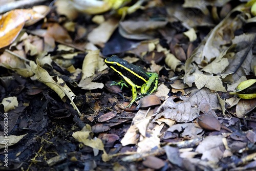 Ameerega trivittata, formerly Epipedobates trivittatus, is a species of frog in the family Dendrobatidae commonly known as the three-striped poison frog:Lacation: Balbina, Amazona photo