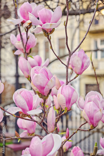 Blooming magnolia tree against the background of an old house photo