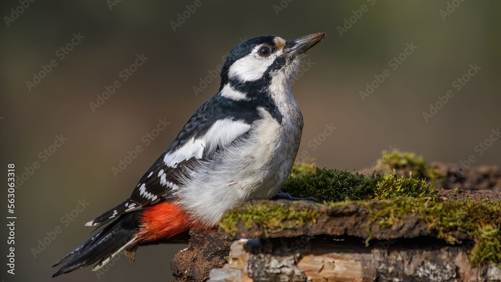 Obraz premium Great spotted woodpecker (Dendrocopos major) sitting on a branch.
