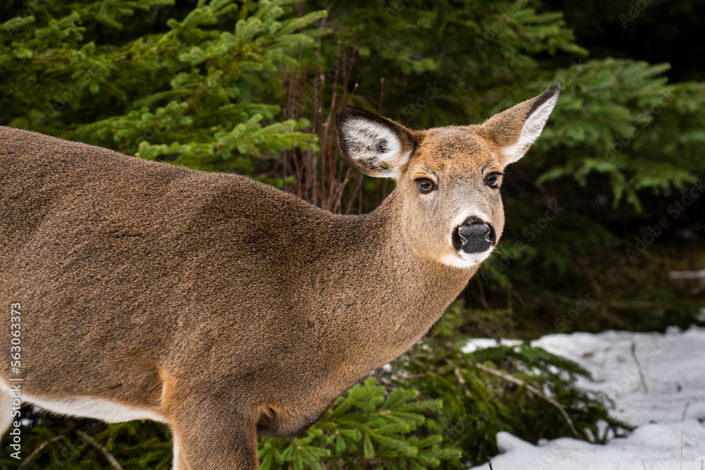 White-tailed Deer standing at the edge of the forest in winter in a national park.