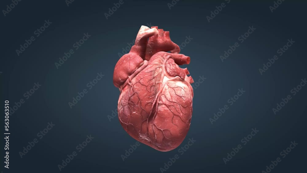 Heart is the main organ of your cardiovascular system, a network of blood vessels that pumps