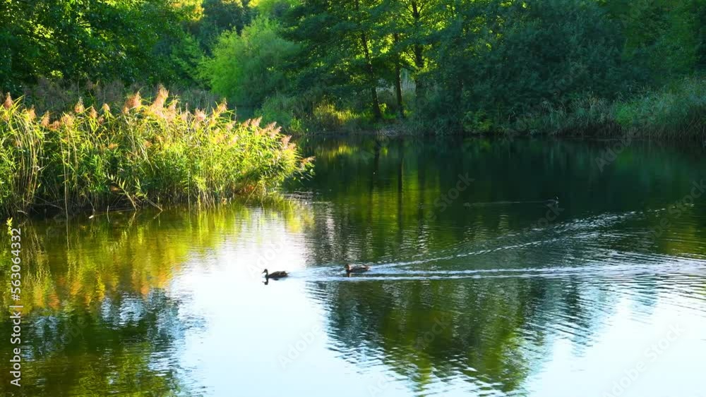 Autumn landscape. Ducks swim in the lake. Autumn landscape. Ducks swim in the lake.