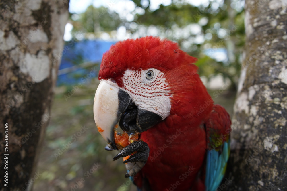 Obraz premium The red-and-green macaw (Ara chloropterus), also known as the green-winged macaw, a large, mostly-red macaw of the genus Ara. Balbina, Amazonas – Brazil.