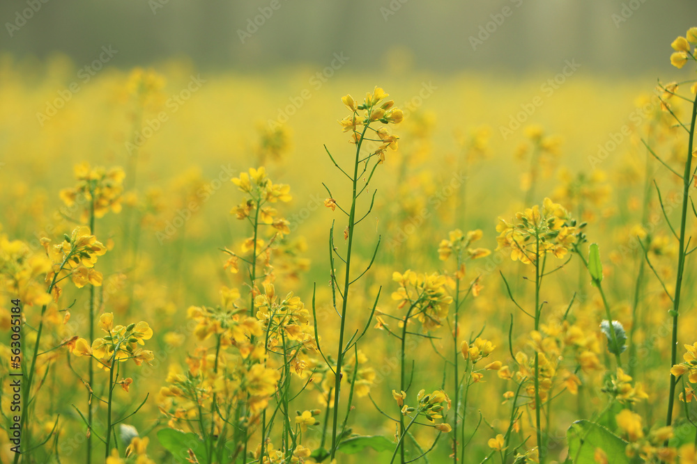 Canola field. Rapeseed plant, Yellow rape flower for healthy food oil on field. Canola field. Rapeseed plant, Yellow rape flower for healthy food oil on field.