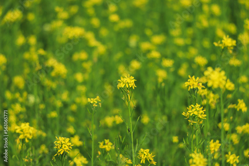 The background color of mustard.