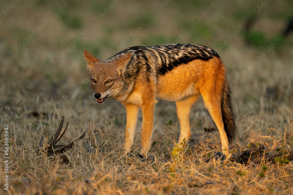 Black-backed jackal stands with feathers on grass Black-backed jackal stands with feathers on grass