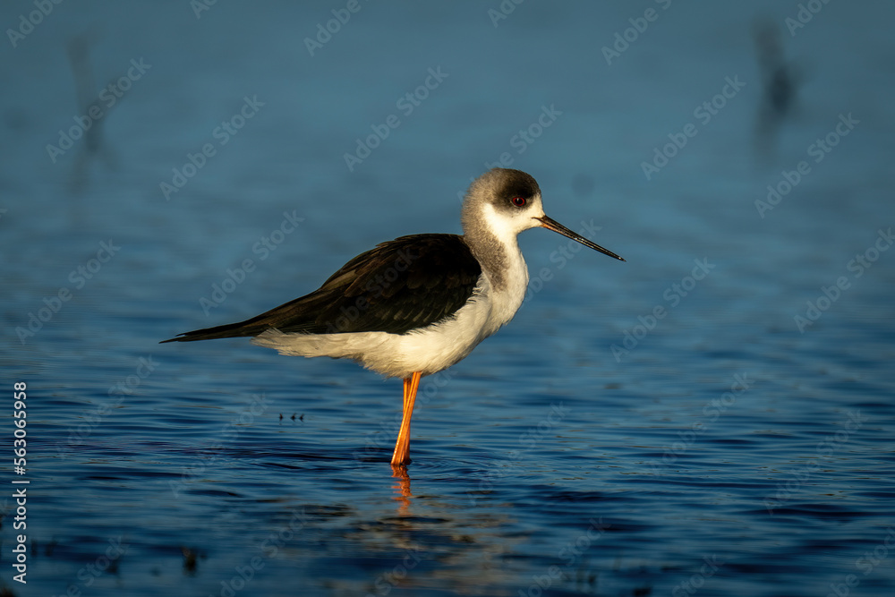 Black-winged stilt stands in shallows with catchlight Black-winged stilt stands in shallows with catchlight