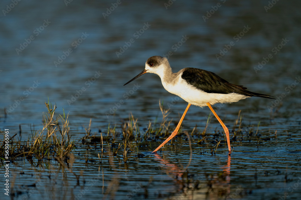 Black-winged stilt with catchlight wades through river Black-winged stilt with catchlight wades through river