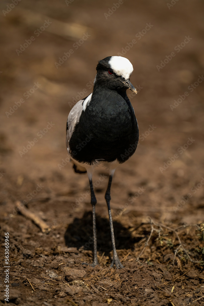 Obraz premium Blacksmith lapwing stands cocking head in sunshine