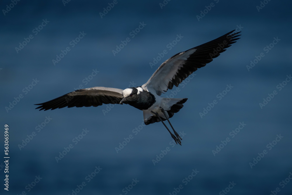 Fototapeta premium Blacksmith lapwing glides over river in sunshine