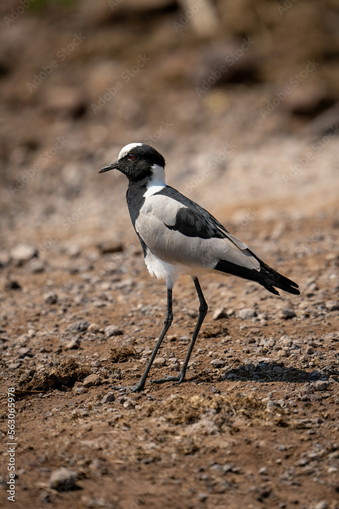 Blacksmith lapwing stands in sunshine watching camera Blacksmith lapwing stands in sunshine watching camera