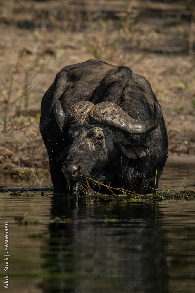 Cape buffalo stands in river chewing grass Cape buffalo stands in river chewing grass