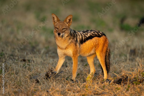 Black-backed jackal stands with feather in mouth