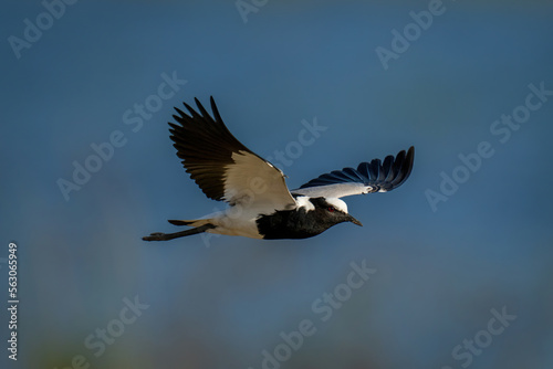 Blacksmith lapwing flies over water in sunshine © Nick Dale
