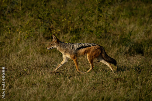 Black-backed jackal trots across grassland in sunshine