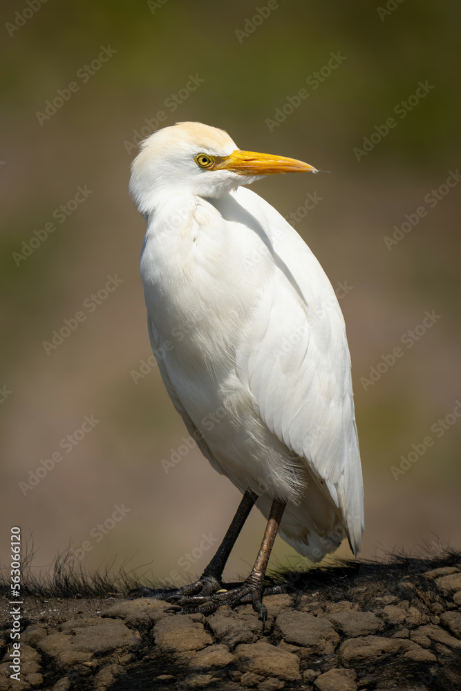 Cattle egret on Cape buffalo turning head Cattle egret on Cape buffalo turning head