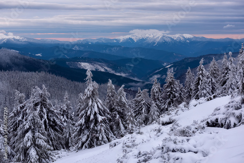  Winter beautiful mountain landscape with spruce forest in snow. View of the snow-capped peaks of the mountains on the horizon.