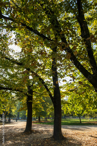Fototapeta Naklejka Na Ścianę i Meble -  Milan, autumn in the historic  park public park Montanelli located near the Duomo Square. Lombardy, Italy
