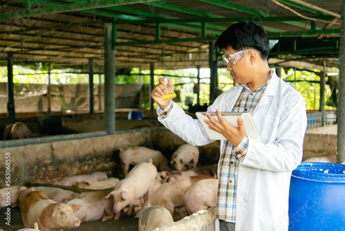 Male officer from the department of livestock development holds glass tube filled with urine from pigs on a farm to find red meat accelerators that are harmful to pork consumption in southeast asia. photo