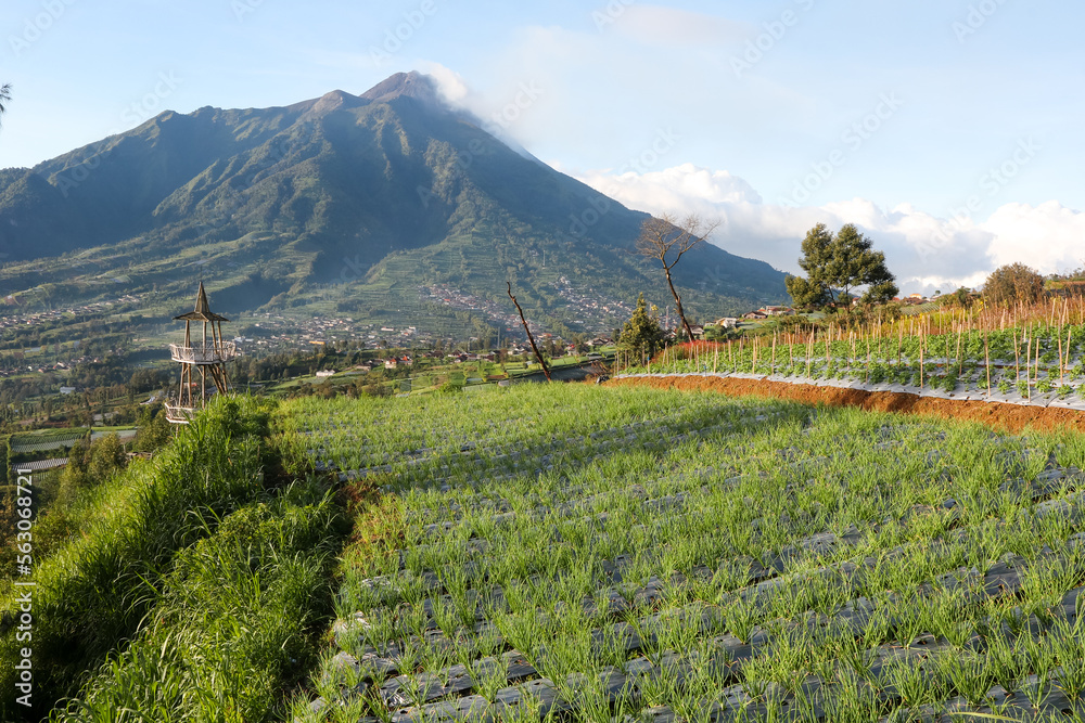 rows of shallots and garlic plants in the garden. panoramic view of onion orchard in vegetable field. plants on sloping ground early morning in mountain hills.