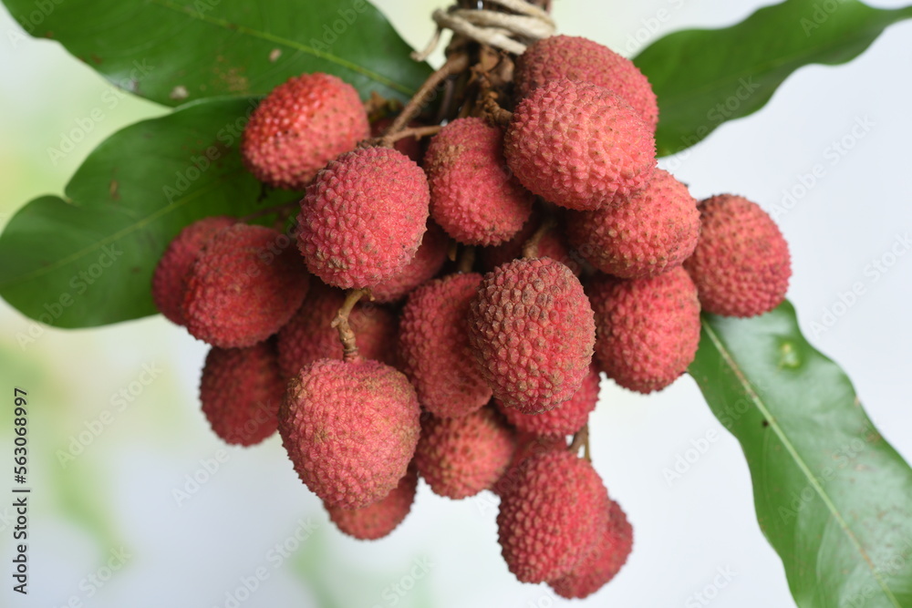 fresh lychee fruit in bundle bundle fresh lychee fruit in bundle bundle
