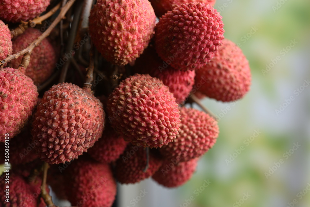 fresh lychee fruit in bundle bundle fresh lychee fruit in bundle bundle