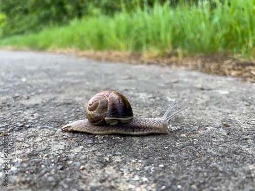Burgundy snail with a snail shell on a sidewalk (Helix, Roman snail, edible snail, escargot)