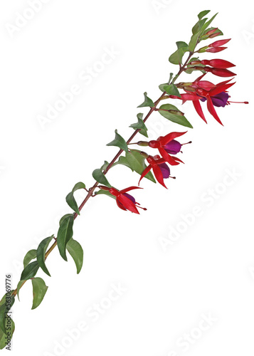 Beautiful Fuchsia twig with flower heads and leaves hanging down  transparent png file photo