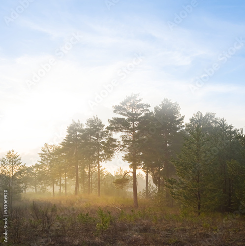 pine tree forest in mist at the sunset