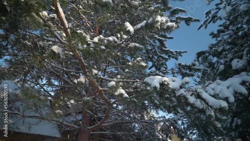 Snow falling from the pine trees