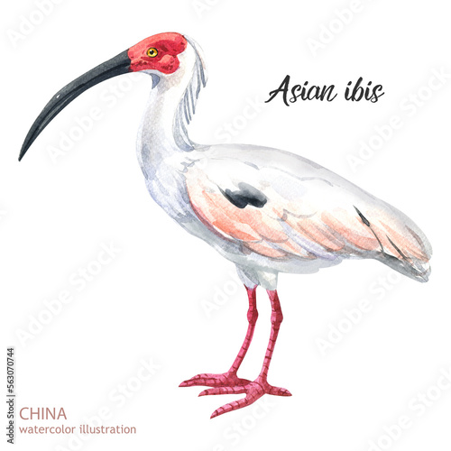 watercolor asian ibis illustration. Watercolor cute animal. Hand painting postcard isolated white background. Watercolor hand drawn illustration.