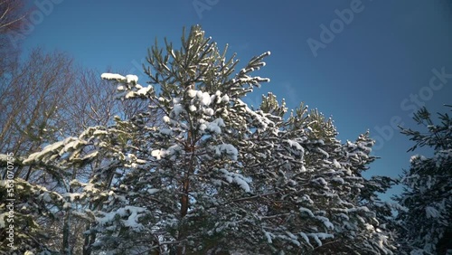 Snowy pine tree with a blue sky
