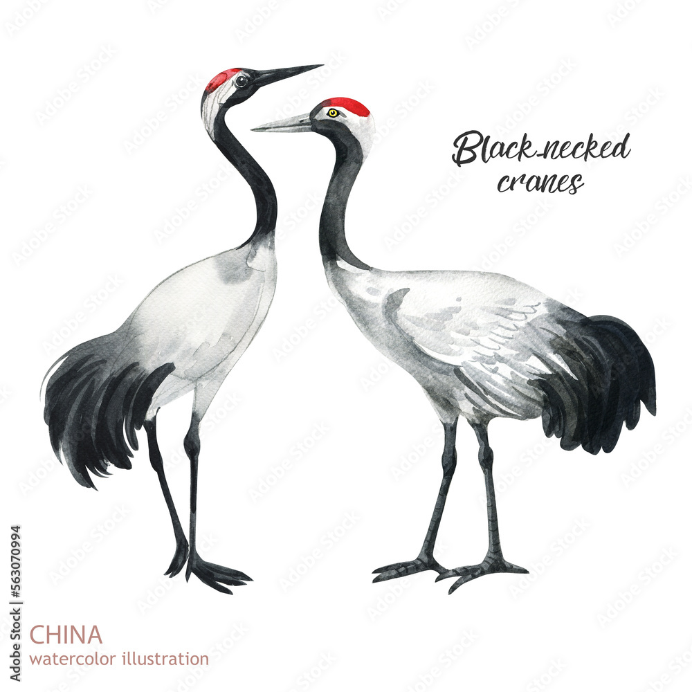 Obraz premium Watercolor black-necked crane illustration. Watercolor cute animal. Hand painting postcard isolated white background. Watercolor hand drawn illustration.