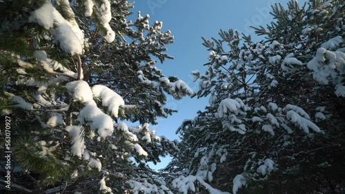 Camera flying through the snow pine branches