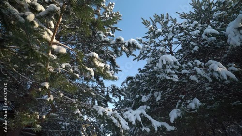 Slide from snowy trees in forest