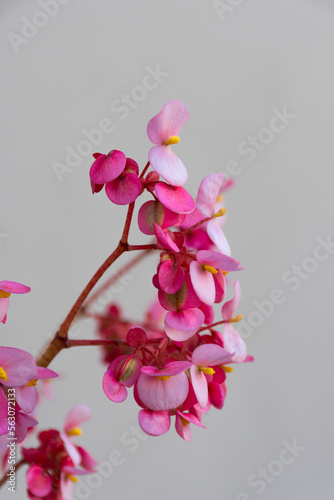 Fototapeta Naklejka Na Ścianę i Meble -  Pinkish Begonia flowers on a plain background.