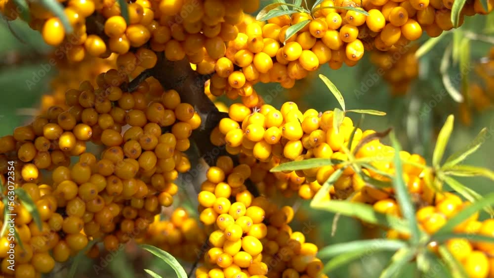 A farm enterprise for the production of sea buckthorn berries. Sea buckthorn berry plantation. Sea buckthorn bushes. A farm enterprise for the production of sea buckthorn berries. Sea buckthorn berry plantation. Sea buckthorn bushes.