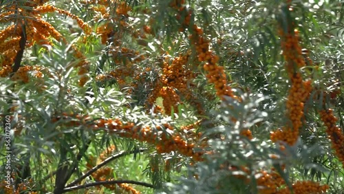 A farm enterprise for the production of sea buckthorn berries. Sea buckthorn berry plantation. Sea buckthorn bushes.