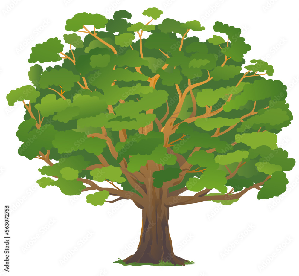 One wide massive old oak tree with green leaves isolated illustration, majestic oak with a rough trunk and big crown