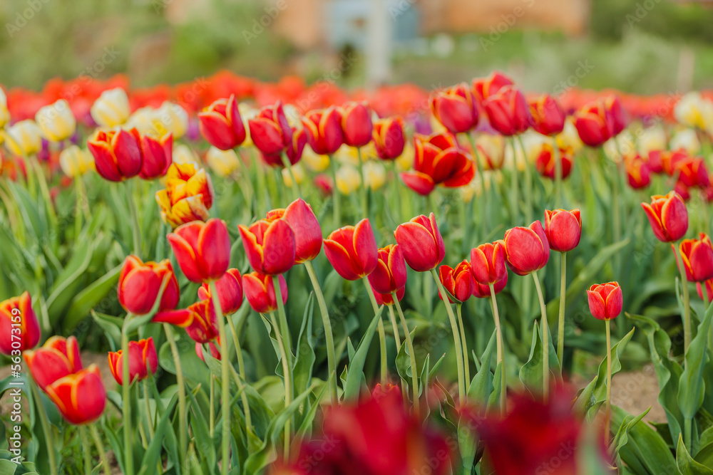 Fototapeta premium tulips field agriculture holland