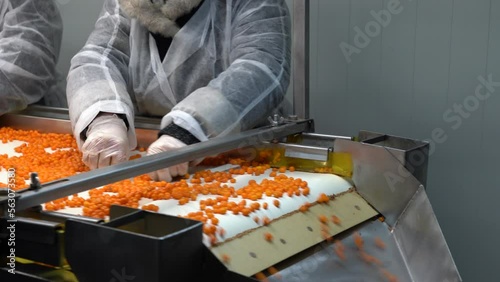 Chernihiv region, Ukraine - January 2023: Sea buckthorn crop sorting at one of the sea buckthorn berry farms. Frozen sea buckthorn berries.
